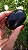 Âmbar Blue Palmstone - Imagem 4