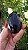 Âmbar Blue Palmstone - Imagem 2