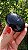 Âmbar Blue Palmstone - Imagem 4