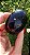 Âmbar Blue Palmstone - Imagem 5