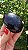 Âmbar Blue Palmstone - Imagem 2