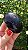 Âmbar Blue Palmstone - Imagem 1