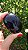 Âmbar Blue Palmstone - Imagem 3