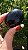 Âmbar Blue Palmstone - Imagem 2