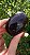 Âmbar Blue Palmstone - Imagem 3