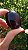 Âmbar Blue Palmstone - Imagem 3