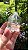 Quartzo Jardim - Cristal Xamã - Imagem 5