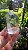 Quartzo Jardim - Cristal Xamã - Imagem 4