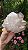 Drusa de Cristal Rosada - Imagem 1
