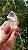 Quartzo Jardim - Cristal Xamã com Phantom - Imagem 3