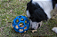 Bola Holle Roller - JW - Imagem 2