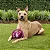 Brinquedo interativo KONG - Jumbler Disc Ball - Imagem 7
