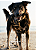 Mordedor de pele Bovina Crush Pet - Alecrim Pet - Imagem 4