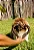 Mordedor de pele Bovina Crush Pet - Alecrim Pet - Imagem 6