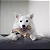 MORDEDOR DE NYLON BENEBONE WISHBONE FRANGO - Imagem 1