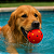 Bola extra forte ultra resistente para cães - Germanhart - Imagem 2