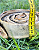 Mini Magnífico 1un (Pele Bovina Enrolada) - Alecrim Pet - Imagem 3
