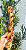Supremo (Pele bovina sem pelos em espiral) - Alecrim Pet - Imagem 2