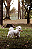 DisquinhO (Pele bovina desidratada) 4un - Pet Bem - Imagem 4