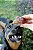 Mini Traqueia de Boi /Tubinho Bovino 100g- Pet bem - Imagem 4