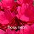 40 Forma Paris Rosa Neon - Imagem 1