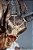 Sideshow Shieve: The Pathfinder Premium Format Court of the Dead - Imagem 5