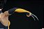 Sideshow X-23 Premium Format - Imagem 9
