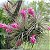2 TILLANDSIAS STRICTA (Airplant) - Imagem 1
