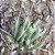 TILLANDSIAS TRICHOLEPSIS (4 Mudas, Airplant) - Imagem 1