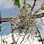 TILLANDSIAS RECURVATA  (4 Mudas, Airplant) - Imagem 3