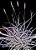 TILLANDSIAS RECURVATA  (4 Mudas, Airplant) - Imagem 4