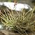 KIT 3 TILLANDSIAS TRICHOLEPSIS MAIS 3 TILLANDSIAS RECURVATA (Airplant) - Imagem 5