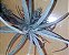 TILLANDSIAS LEONAMIANA (Airplant) - Imagem 2