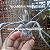 TILLANDSIA PRUINOSA  (Airplant) - Imagem 1