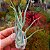 TILLANDSIA PRUINOSA  (Airplant) - Imagem 4