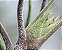 TILLANDSIA PRUINOSA  (Airplant) - Imagem 6