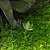 AGAVE POTATORUM VERSCHAFFELTII  (2 mudas) - Imagem 7