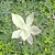 AGAVE POTATORUM VERSCHAFFELTII  (2 mudas) - Imagem 8