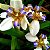 IRIS NEOMARICA CANDIDA  (Iris de praia)  4 Mudas - Imagem 1