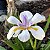KIT  IRIS COLORIDAS (5 Azul+5 Praia+5 Brancas+35 sementes Canna Indica) - Imagem 3