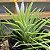 TILLANDSIA  IONANTHA  (Airplant) - Imagem 5
