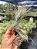 TILLANDSIA FUNKIANA  (Air plant) - Imagem 3