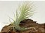 TILLANDSIA FUNKIANA  (Air plant) - Imagem 1