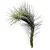 TILLANDSIA FUNKIANA  (Air plant) - Imagem 4