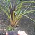 TILLANDSIA ANCEPS - Imagem 4