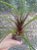 TILLANDSIA ANCEPS - Imagem 5