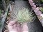 TILLANDSIA  IONANTHA, Var Druid  (Air Plant) - Imagem 3