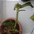 Exótica Planta Carnivora cor verde NEPENTHE KHASIANA X VENTRICOSA ( 1 Estaca brotada) + SAMAMBAIA. (kit 5) - Imagem 4