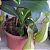 Exótica Planta Carnivora cor verde NEPENTHE KHASIANA X VENTRICOSA ( 1 Estaca brotada) + SAMAMBAIA. (kit 5) - Imagem 1