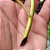 Exótica Planta Carnivora cor Vinho NEPENTHE VENTRATA (Estaca)+ SAMAMBAIA  (Kit 1) - Imagem 2